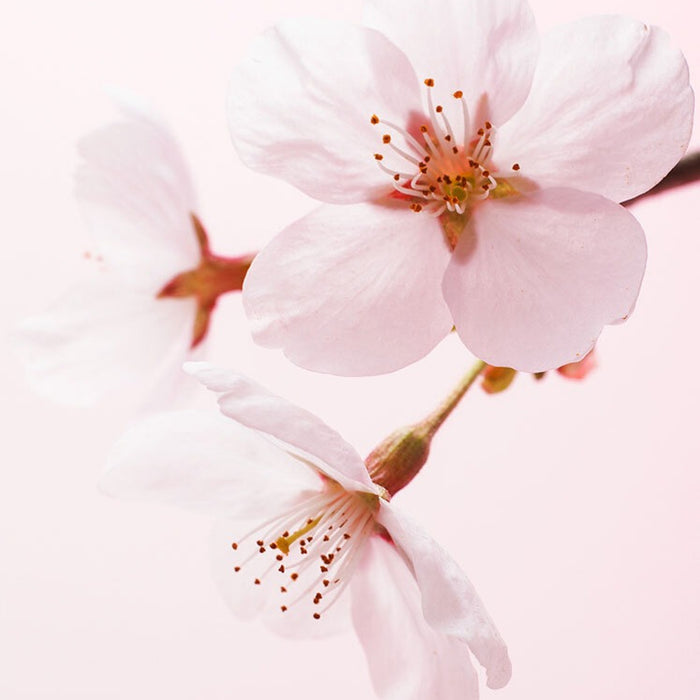 Dear Flora Cherry Blossom Shampoo (1.5L)